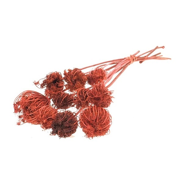 Sušené kvety Ammi majus burnt orange zväzok
