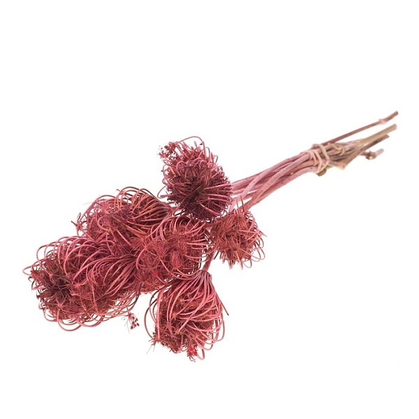 Sušené kvety Ammi majus pink zväzok