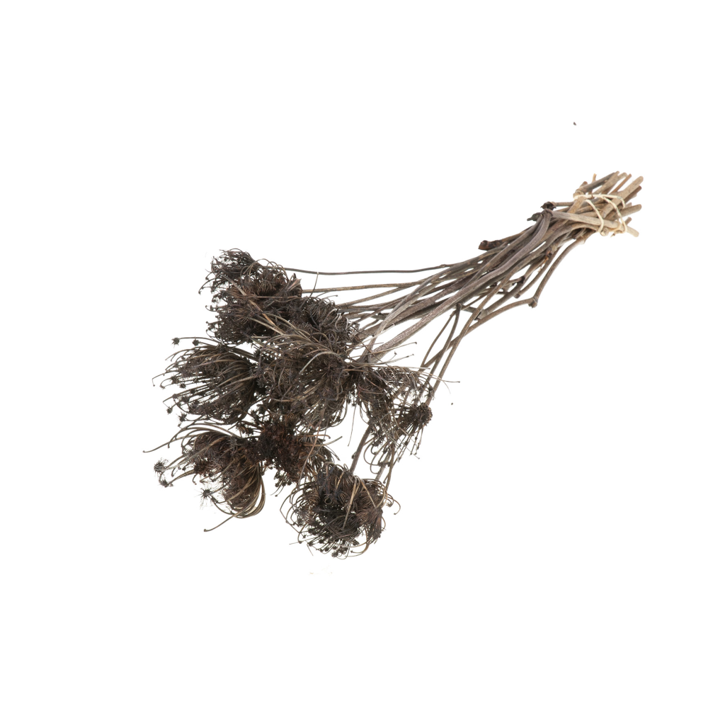 Sušené kvety Ammi majus deep brown zväzok