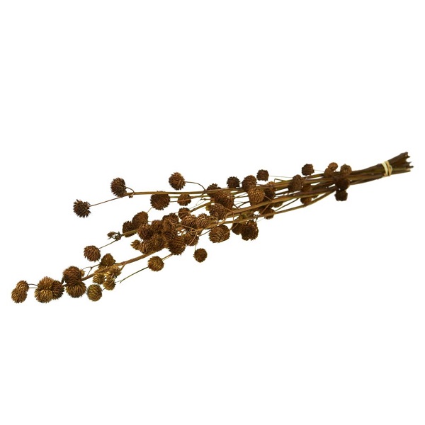 Sušené kvety Calicarpa 70cm natural zväzok