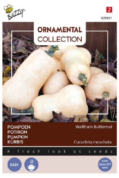 Tekvica, Waltham Butternut, semená