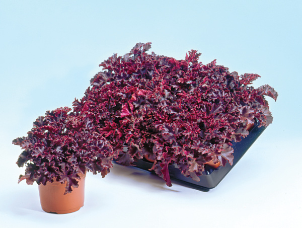 Heuchera sanguinea Melting fire 1000 semien