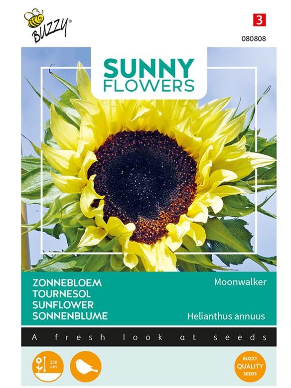 Helianthus annuus (slnečnica) Moonwalker, cca 2,5g