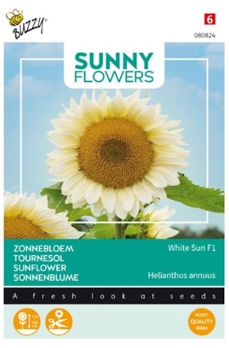 Helianthus annuus, Slnečnica biela, White Sun F1 cca 6 semien