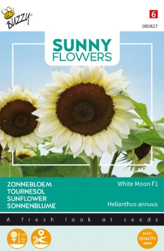 Helianthus annuus, Slnečnica White Moon F1 cca 6 semien