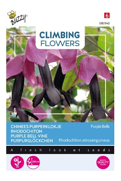 Rhodochiton atrosanguineum  Purple Bells cca 10 semien