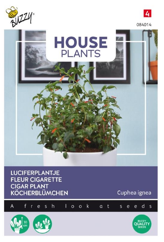 Cuphea ignea cca 0,11g