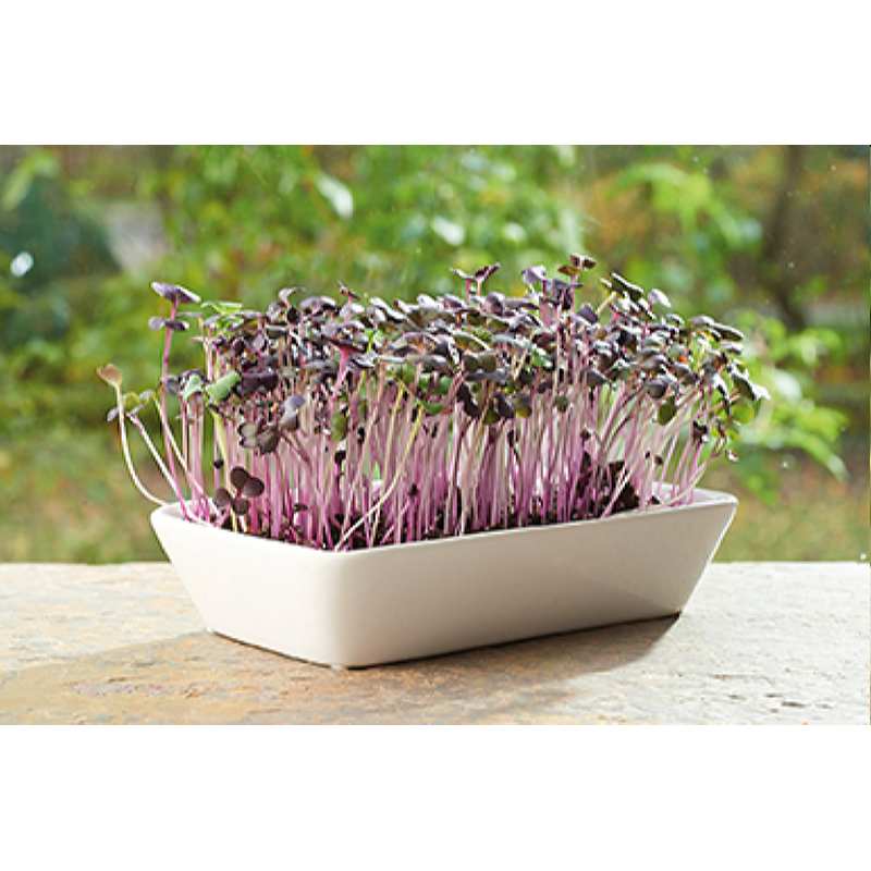 Miska na pestovanie microgreens