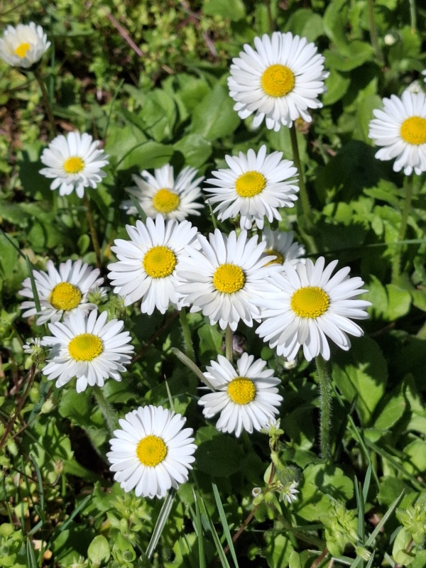 Bellis perennis, Sedmokráska, jednoduchá biela  1g (cca 8000 semien)