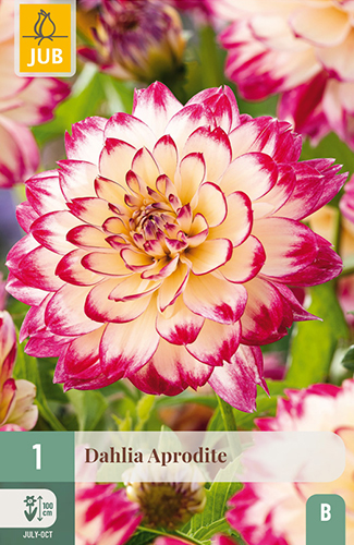 dalia, dahlia, georgina, hluza, Aphrodite