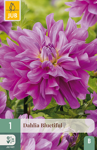 dahlia, dália, georgína, georgíny, dálie, hluza, hluzy