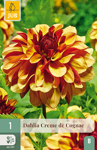DÁLIA (GEORGÍNA) CREME DE COGNAC - 1 ks