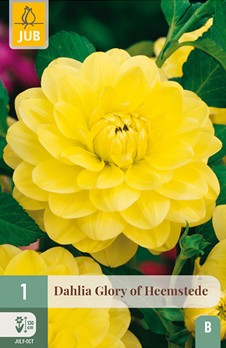 dahlia, dália, georgína, georgíny, dálie, hluza, hluzy