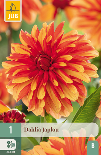 dahlia, dália, georgína, georgíny, dálie, hluza, hluzy, Japlou