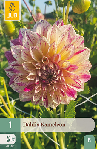 dahlia, dália, georgína, georgíny, dálie, hluza, hluzy, Kameleon