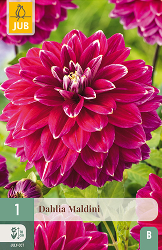 dahlia, dália, georgína, georgíny, dálie, hluza, hluzy