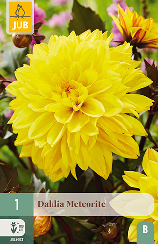 dahlia, dália, georgína, georgíny, dálie, hluza, hluzy, Meteorite