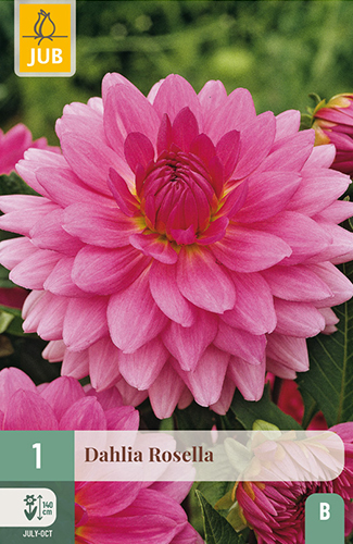 dahlia, dália, georgína, georgíny, dálie, hluza, hluzy, Rosella