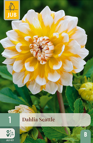 DÁLIA (GEORGÍNA) SEATTLE - 1 ks