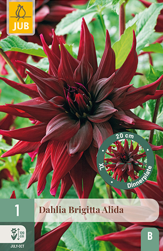 dahlia, dália, georgína, georgíny, dálie, hluza, hluzy, dinnerplate, tanierová, xxl, brigitta alida