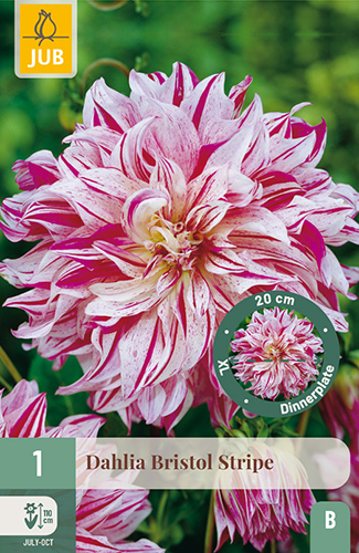 dahlia, dália, georgína, georgíny, dálie, hluza, hluzy, dinnerplate, tanierová, xxl, bristol stripe