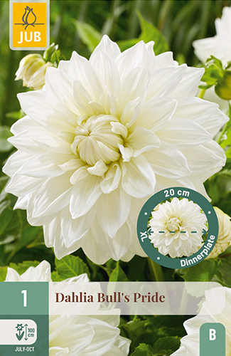 dahlia, dália, georgína, georgíny, dálie, hluza, hluzy, dinnerplate, tanierová, xxl, bulls pride