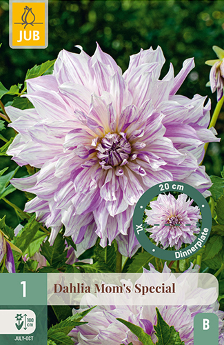 dahlia, dália, georgína, georgíny, dálie, hluza, hluzy, dinnerplate, tanierová, xxl, moms special