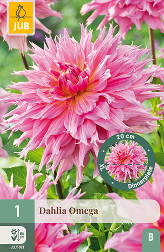 dahlia, dália, georgína, georgíny, dálie, hluza, hluzy, dinnerplate, tanierová, xxl, omega