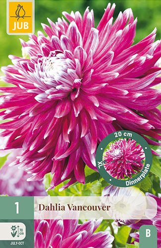 dahlia, dália, georgína, georgíny, dálie, hluza, hluzy, dinnerplate, tanierová, xxl, vancouver