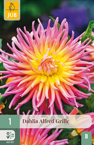 dahlia, dália, georgína, georgíny, dálie, hluza, hluzy, cactus, kaktusovitá, kaktusová, Alfred Grille