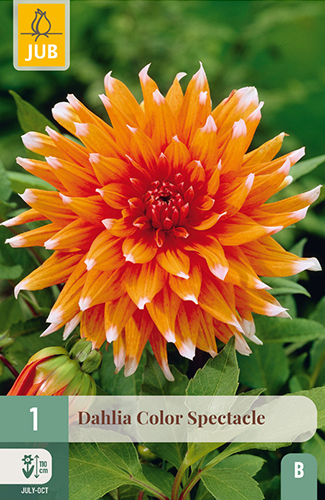 dahlia, dália, georgína, georgíny, dálie, hluza, hluzy, cactus, kaktusovitá, kaktusová, color spectacle