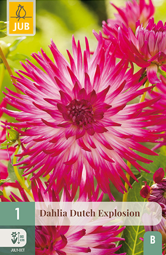 dahlia, dália, georgína, georgíny, dálie, hluza, hluzy, hluzy dalii, hluza georgin, hluza dalie, hluza georginy, hluzy georgin, cactus, kaktusovitá, kaktusová, dutch explosion