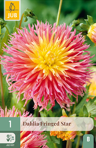 dahlia, dália, georgína, georgíny, dálie, hluza, hluzy, hluzy dalii, hluza georgin, hluza dalie, hluza georginy, hluzy georgin, cactus, kaktusovitá, kaktusová, fringed star