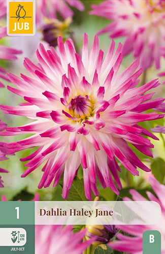 dahlia, dália, georgína, georgíny, dálie, hluza, hluzy, hluzy dalii, hluza georgin, hluza dalie, hluza georginy, hluzy georgin, cactus, kaktusovitá, kaktusová, haley jane