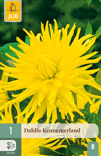 dahlia, dália, georgína, georgíny, dálie, hluza, hluzy, hluzy dalii, hluza georgin, hluza dalie, hluza georginy, hluzy georgin, cactus, kaktusovitá, kaktusová, kennemerland