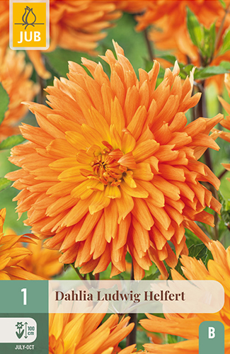 dahlia, dália, georgína, georgíny, dálie, hluza, hluzy, hluzy dalii, hluza georgin, hluza dalie, hluza georginy, hluzy georgin, cactus, kaktusovitá, kaktusová, ludwig helfert