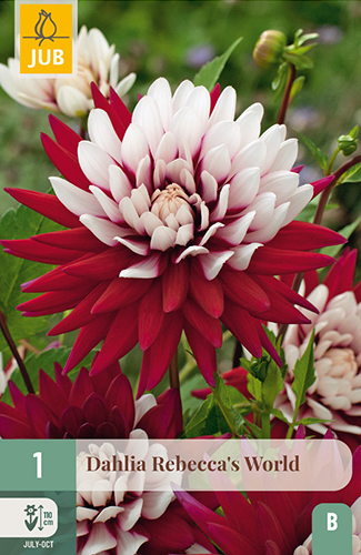 dahlia, dália, georgína, georgíny, dálie, hluza, hluzy, hluzy dalii, hluza georgin, hluza dalie, hluza georginy, hluzy georgin, cactus, kaktusovitá, kaktusová, rebeccas world