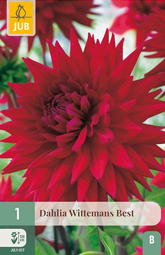 dahlia, dália, georgína, georgíny, dálie, hluza, hluzy, hluzy dalii, hluza georgin, hluza dalie, hluza georginy, hluzy georgin, cactus, kaktusovitá, kaktusová, wittemans best