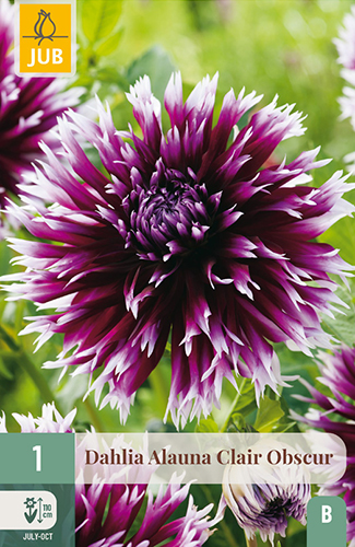 dahlia, dália, georgína, georgíny, dálie, hluza, hluzy, hluzy dalii, hluza georgin, hluza dalie, hluza georginy, hluzy georgin, fimbriata, alauna clair obscour