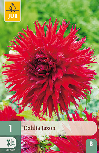 dahlia, dália, georgína, georgíny, dálie, hluza, hluzy, hluzy dalii, hluza georgin, hluza dalie, hluza georginy, hluzy georgin, fimbriata, jaxon