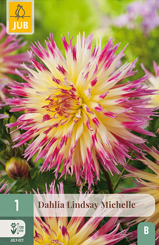 dahlia, dália, georgína, georgíny, dálie, hluza, hluzy, hluzy dalii, hluza georgin, hluza dalie, hluza georginy, hluzy georgin, fimbriata, lindsay michelle