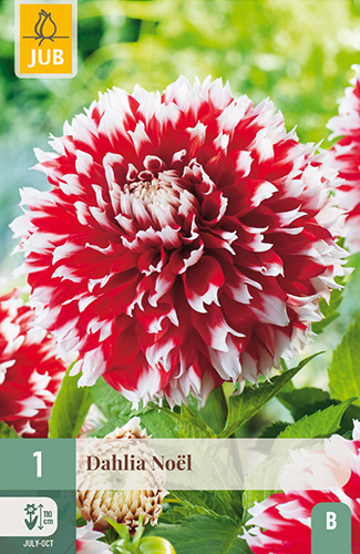 dahlia, dália, georgína, georgíny, dálie, hluza, hluzy, hluzy dalii, hluza georgin, hluza dalie, hluza georginy, hluzy georgin, fimbriata, noel