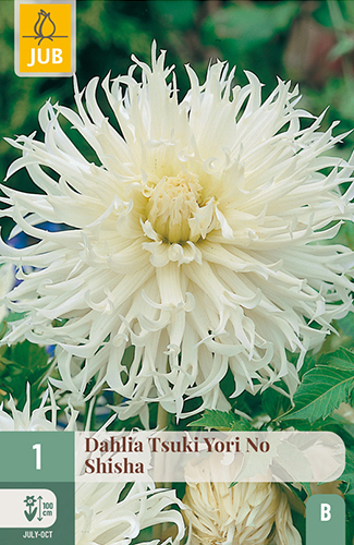 dahlia, dália, georgína, georgíny, dálie, hluza, hluzy, hluzy dalii, hluza georgin, hluza dalie, hluza georginy, hluzy georgin 