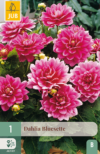 DÁLIA (GEORGÍNA) BLUESETTE - 1 ks