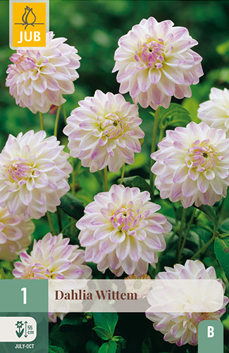 DÁLIA (GEORGÍNA) WITTEM - 1 ks