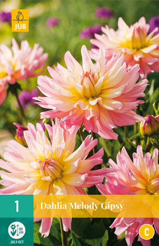 DÁLIA (GEORGÍNA) MELODY GIPSY - 1 ks