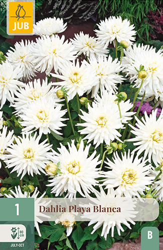 DÁLIA (GEORGÍNA) PLAYA BLANCA - 1 ks
