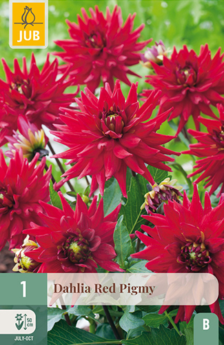 DÁLIA (GEORGÍNA) RED PIGMY - 1 ks