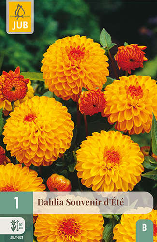 DÁLIA (GEORGÍNA) SOUVENIR DETE - 1 ks