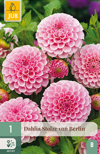 DÁLIA (GEORGÍNA) STOLZE VON BERLIN - 1 ks